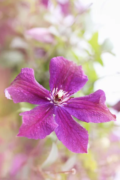 紫のクレマチス — ストック写真