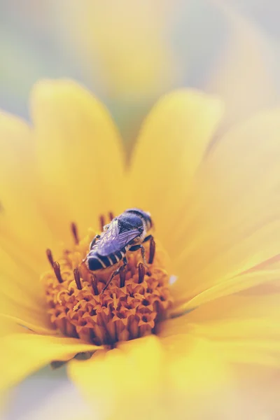 Heliopsis com abelha — Fotografia de Stock