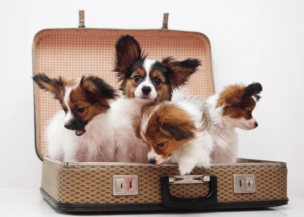 Puppies in the suitcase — Stock Photo, Image