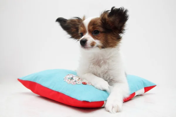 Puppy lying on a pillow — Stock Photo, Image