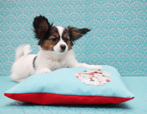 Papillon mintiendo — Foto de Stock