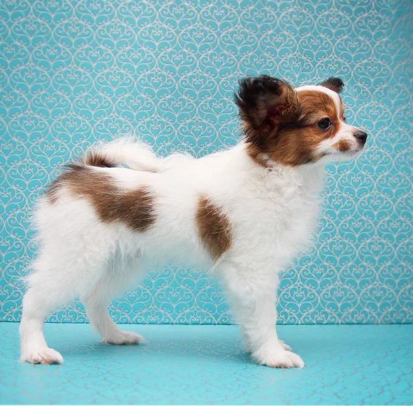 Papillon standing — Stock Photo, Image