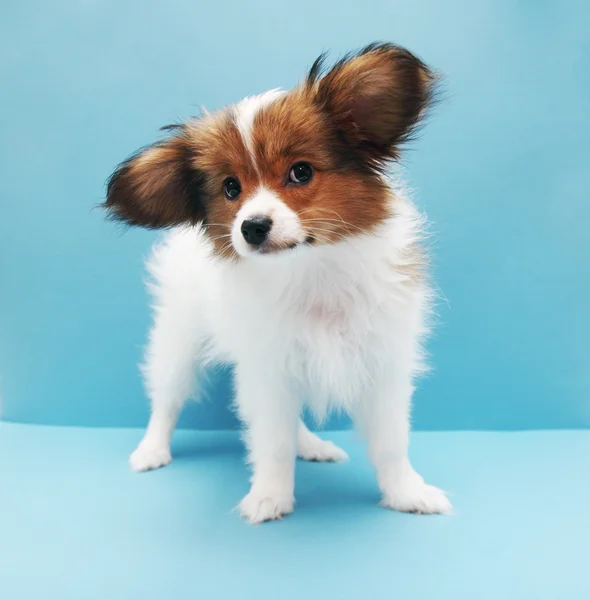 Papillon op een blauwe achtergrond — Stockfoto