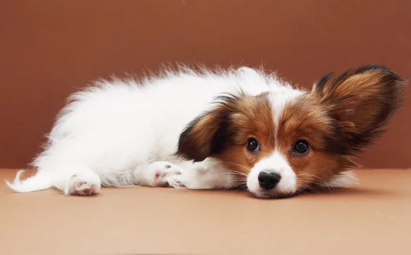 Kahverengi zemin üzerine yalan köpek yavrusu — Stok fotoğraf