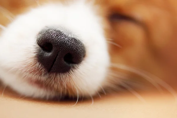 Nose of the dog — Stock Photo, Image