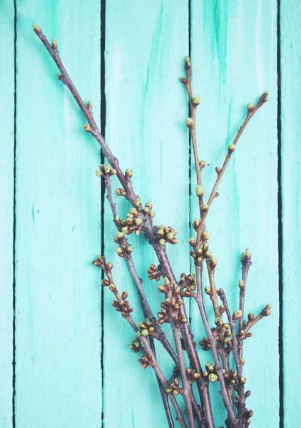 Rami di ciliegio — Foto Stock