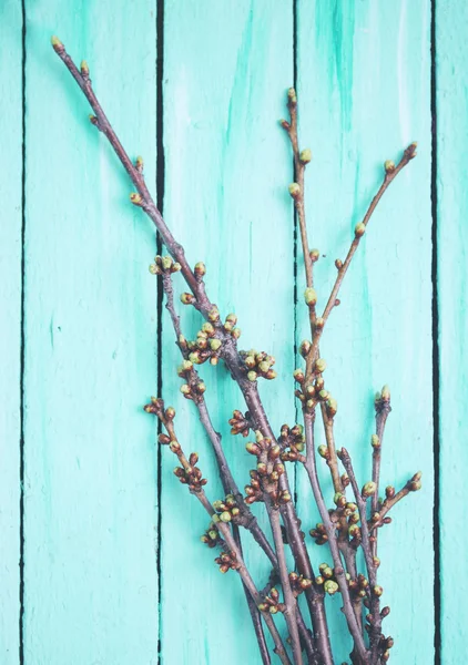 Cherry branches — стоковое фото