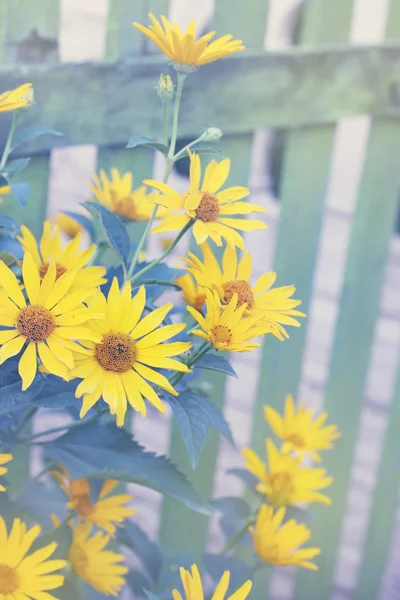 Arbusto Heliopsis — Foto de Stock