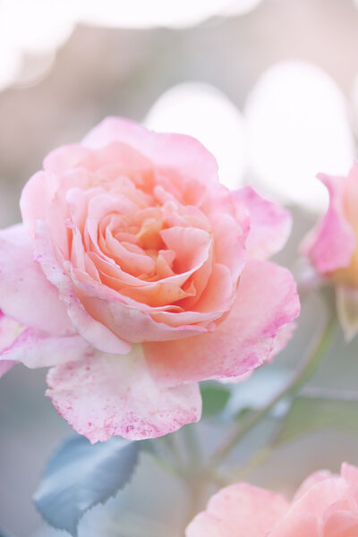 розовая роза в саду