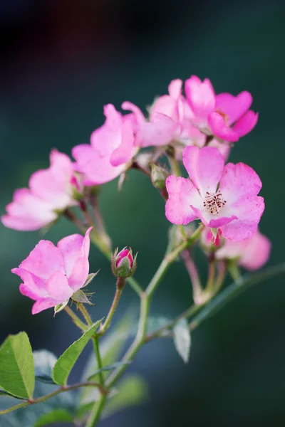 Květenství malé růžové růže — Stock fotografie