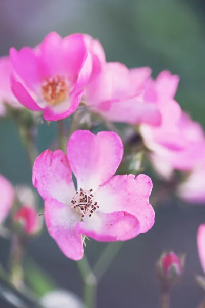 Inflorescence petites roses — Photo