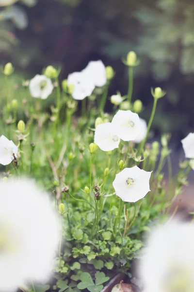 Bílé zvonky květů — Stock fotografie