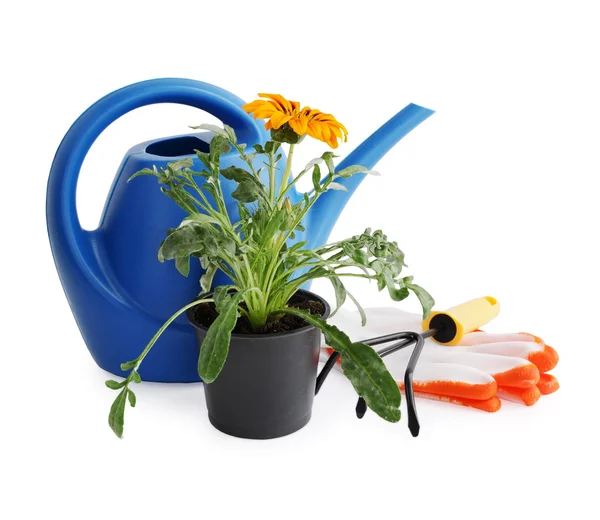 Garden still life on white background — Stock Photo, Image