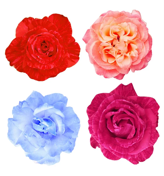 Collection of roses — Stock Photo, Image