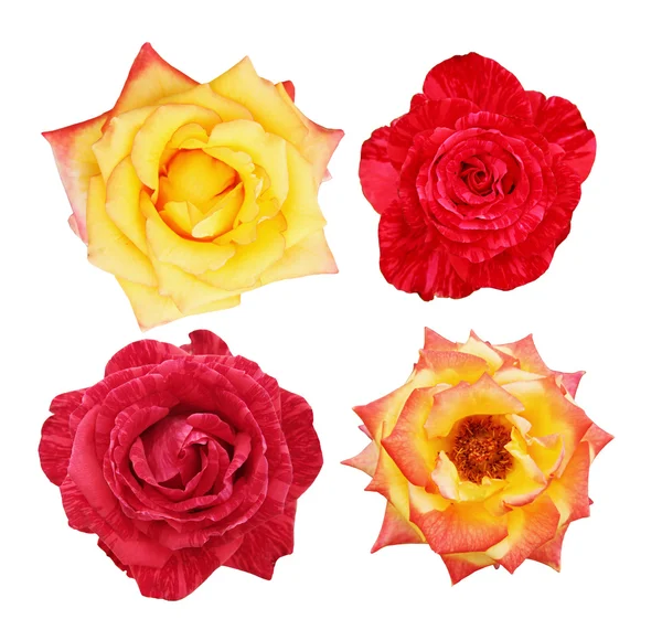 Collage de hermosas rosas —  Fotos de Stock