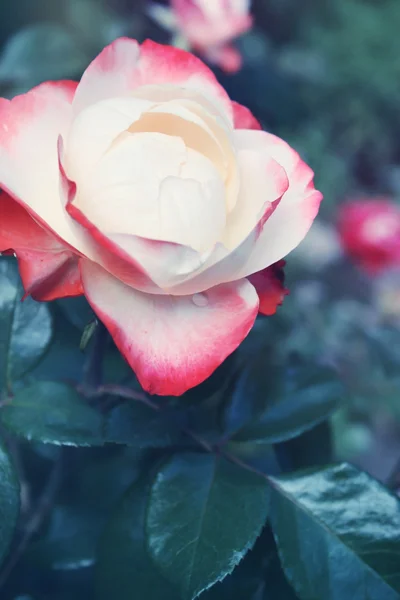 Rose in the garden — Stock Photo, Image