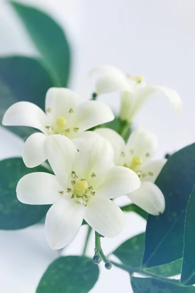 Murraya paniculata, tónovaná — Stock fotografie