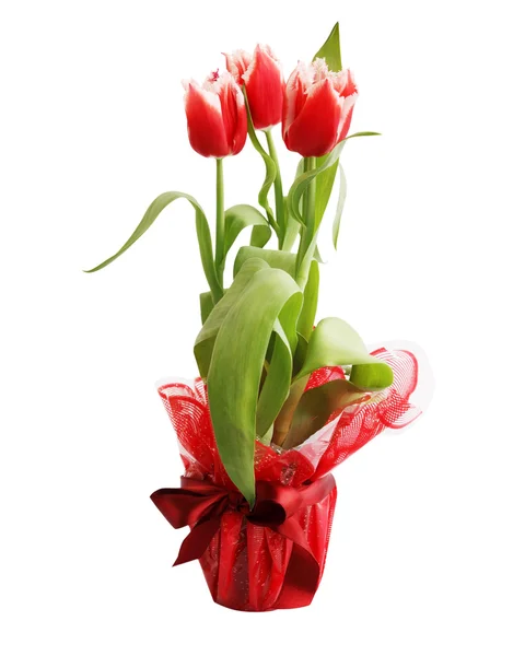 Rode tulpen — Stockfoto