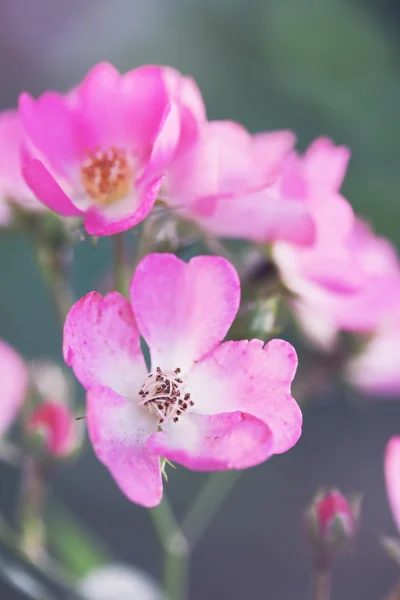 Соцветие маленьких роз — стоковое фото
