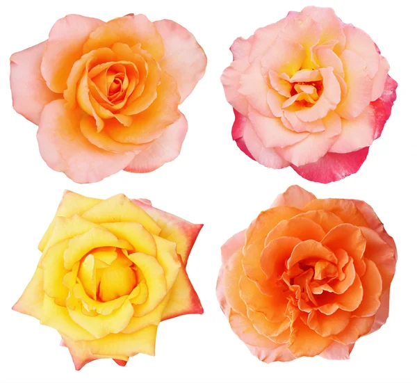 Kolekcja róż pomarańczowy — Zdjęcie stockowe