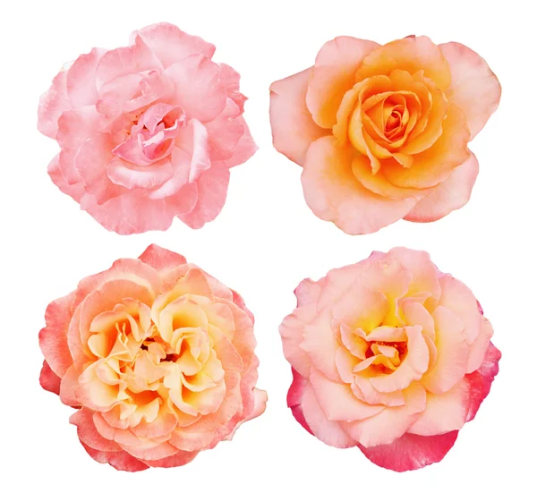 Samling rosa rosor — Stockfoto