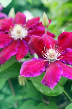 güzel akasma çiçek