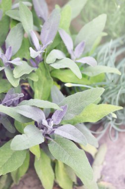 Genç bush adaçayı