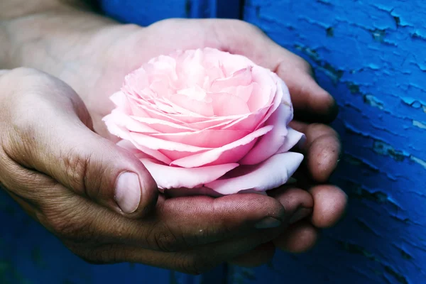 Le mani degli uomini tengono una rosa — Foto Stock