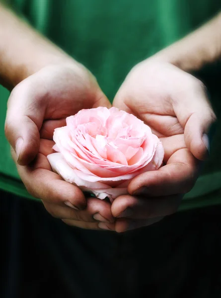 Brutale Le mani degli uomini tengono una rosa — Foto Stock