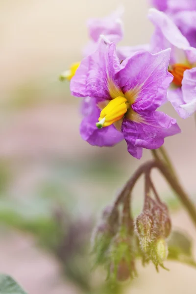 Flower potatoes — Stock Photo, Image