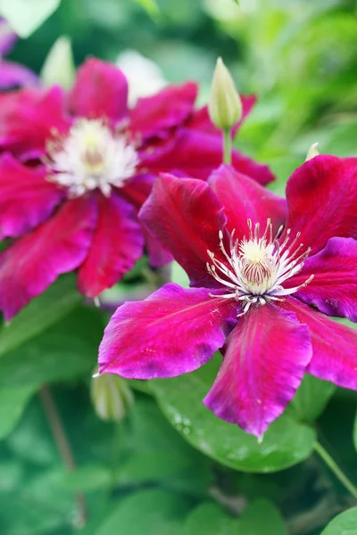 美しいクレマチスの花 — ストック写真