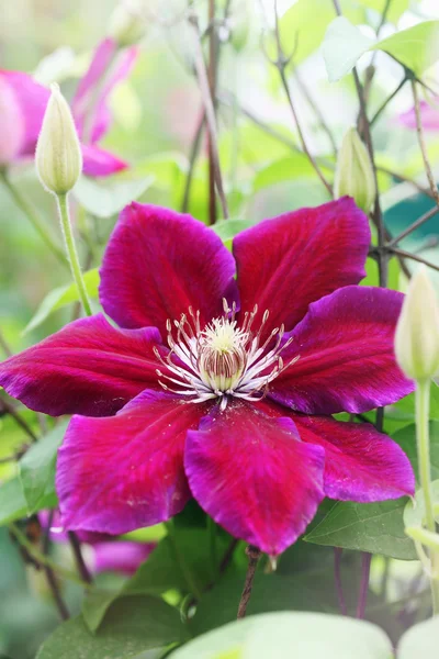 Purple clematis flower — Stock Photo, Image