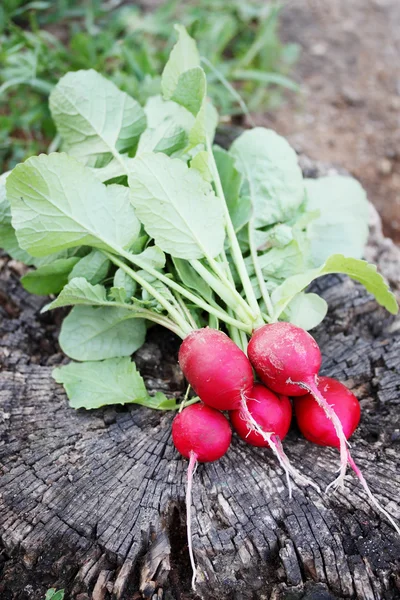 Bunch of radishes — Stock Photo, Image