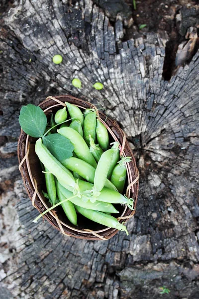 Grüne Erbsen auf einem Baumstumpf — Stockfoto