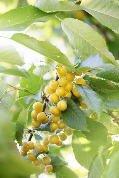 Cerejas amarelas em um ramo — Fotografia de Stock