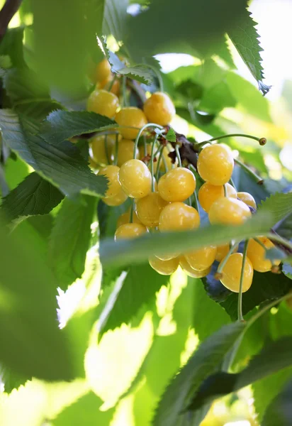 Cerejas amarelas — Fotografia de Stock