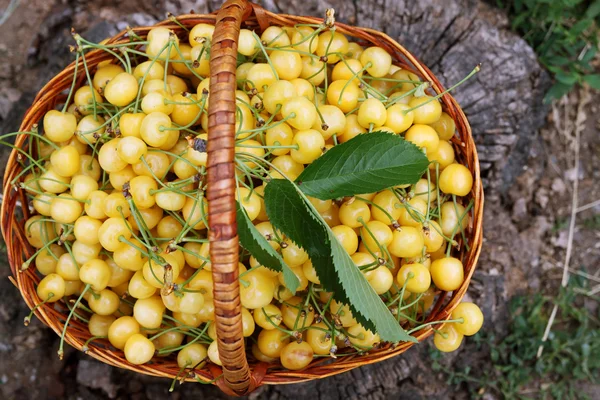 Cerejas doces amarelas, vista superior — Fotografia de Stock