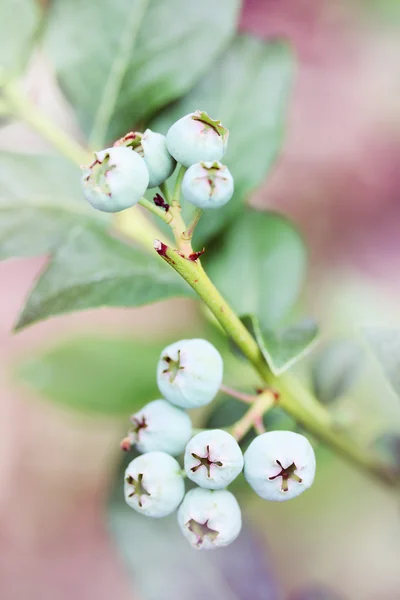 Blueberry Highbush — Stok Foto