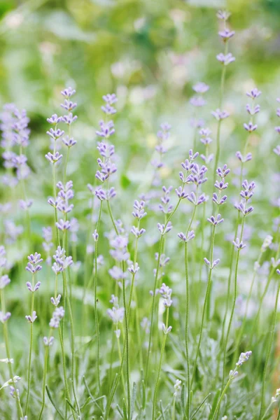 Lavanda florescente — Fotografia de Stock