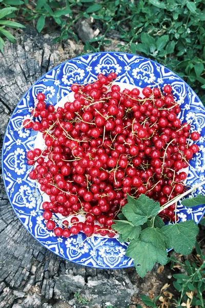 Red currants, top view — Stock Photo, Image