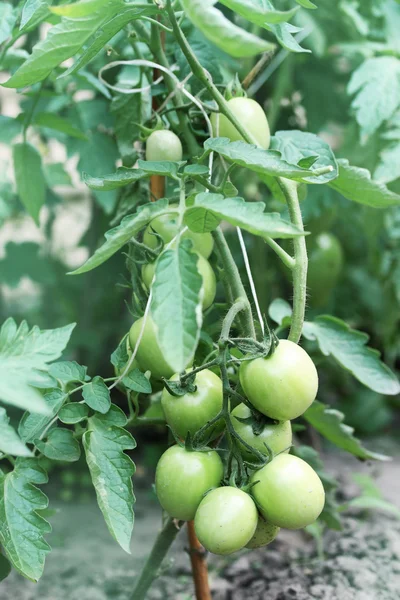 Strauch mit grünen Tomaten — Stockfoto