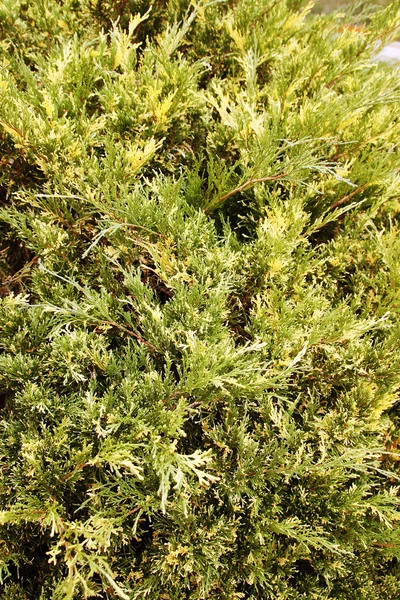 Juniperus Sabina brokiga — Stockfoto