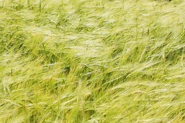 Tarweoren in het veld — Stockfoto