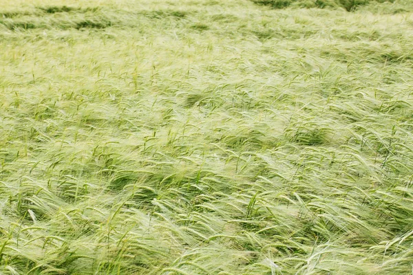 Tarwe op het veld — Stockfoto