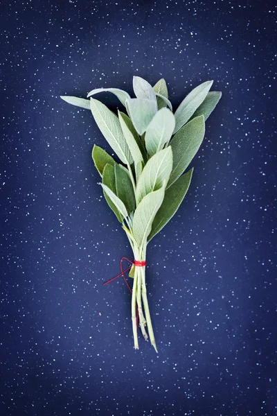 Świeże zioła, szałwia — Zdjęcie stockowe