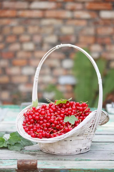 Ribes rosso biologico — Foto Stock