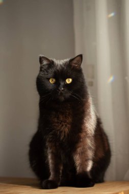 Sarı gözlü kara kedi, gün ışığında tahta bir masada oturuyor.