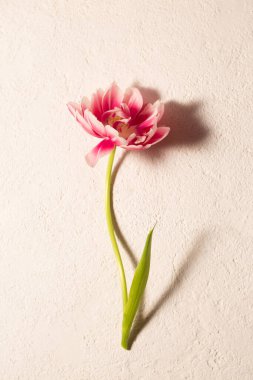 Fotorealistik minimalist çiçekli bir hayat. Yumuşak doğal ışık ve yumuşak gölgeli, anneler günü, doğum günü, doğum günü, kutlama, tebrik kartı tasarımı ve mevsimsel olarak uygun zarif bir ruh hali içinde, nötr bir arka planda tek pembe bir lale.