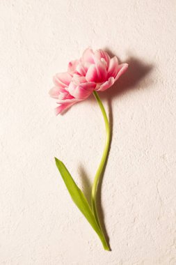 Fotorealistik minimalist çiçekli bir hayat. Yumuşak doğal ışık ve yumuşak gölgeli, anneler günü, doğum günü, doğum günü, kutlama, tebrik kartı tasarımı ve mevsimsel olarak uygun zarif bir ruh hali içinde, nötr bir arka planda tek pembe bir lale.