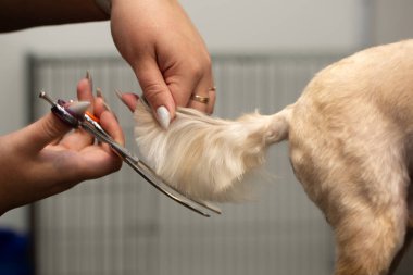 Bir evcil hayvan salonunda profesyonel köpek bakımı süreci, dikkatli mont bakımı, hayvan konforu ve yetenekli eller üzerine odaklanmış. Gerçek bir hayvan bakım hizmeti ve küçük işletme rutini..